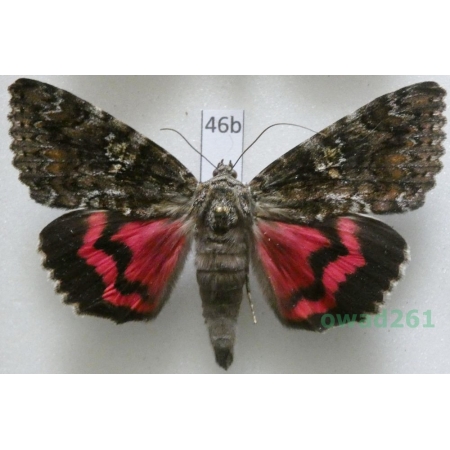 Catocala sponsa (Linnaeus, 1767) Czech46b